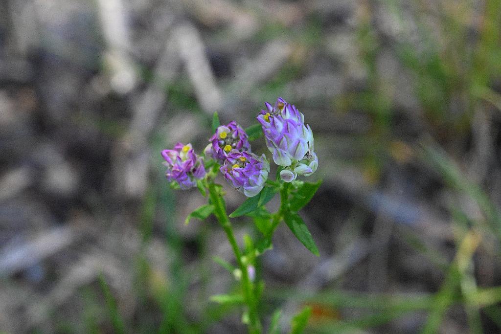 2025-08300251 Broad Meadow Brook, MA.JPG - Purple Milkwort (Polygala sanguinea). Broad Meadow Brook WIldlife Sanctuary, MA, 8-30-2025